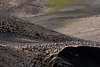 Chinstrap Penguin Colony, (Pygoscelis antarctica), Baily Head, Deception Island