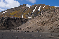 Chinstrap Penguin Colony, (Pygoscelis antarctica), Baily Head, Deception Island