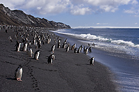 Chinstrap Penguins, At Shoreline, (Pygoscelis antarctica), Baily Head, Deception Island