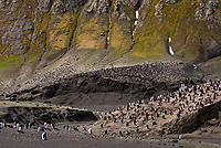 Chinstrap Penguin Colony, (Pygoscelis antarctica), Baily Head, Deception Island