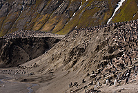 Chinstrap Penguin Colony, (Pygoscelis antarctica), Baily Head, Deception Island