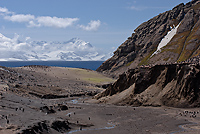 Chinstrap Penguin Colony, (Pygoscelis antarctica), Baily Head, Deception Island