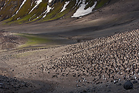 Chinstrap Penguin Colony, (Pygoscelis antarctica), Baily Head, Deception Island