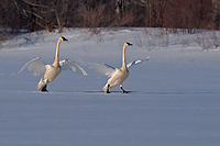 Trumpeter Swan, Adults, (Cygnus buccinator), Spring, Northern Michigan