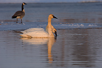 Trumpeter Swan, Adult, (Cygnus buccinator), Spring, Northern Michigan