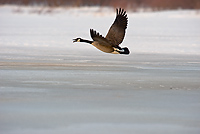 Canada Geese, (Branta candensis), Northern Michigan
