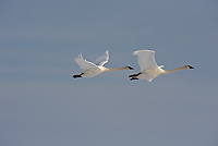 Trumpeter Swan, Adults, (Cygnus buccinator), Spring, Northern Michigan