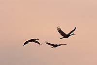 Sandhill Cranes in Flight, (Grus canadensis), Michigan