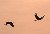 Sandhill Cranes in Flight, (Grus canadensis), Michigan