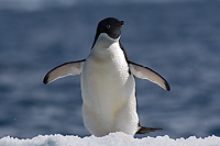 Adelie Penguin on Ice (Pygosceliis adeliae), Paulet Island, Antarctic Peninsula