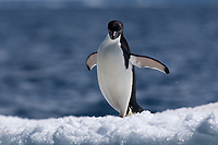 Adelie Penguin on Ice (Pygosceliis adeliae), Paulet Island, Antarctic Peninsula
