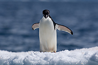 Adelie Penguin on Ice (Pygosceliis adeliae), Paulet Island, Antarctic Peninsula