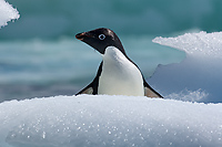 Adelie Penguin on Ice(Pygosceliis adeliae), Paulet Island, Antarctic Peninsula