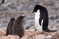 Adelie Penguin with Chicks