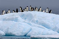 Adelie Penguins on Ice (Pygosceliis adeliae), Paulet Island, Antarctic Peninsula