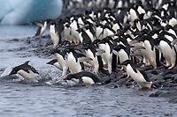 Adult Adelie Penguins Going to Sea