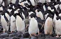 Adult Adelie Penguins getting ready to go to Sea
