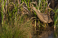 American Bittern, (Botaurus lentiginosus), Michigan