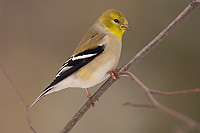 Male American Goldfinch, Winter Plummage