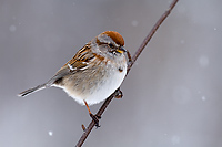 American Tree Sparrow, (Spizella arborea) Spring, Michigan