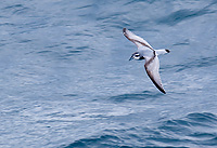 Antarctic Prion Flying