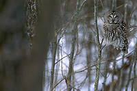 Barred Owl, Winter