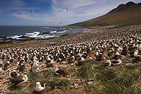 Black-browed Albatross Colony, (Diomedea melanophris), Steeple Jason Island, Falkland Island