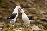 Black-browed Albatross, Adults Courting (Diomedea melanophris), New Island, Falkland Islands