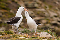 Black-browed Albatross, Adults Courting (Diomedea melanophris), New Island, Falkland Islands