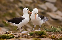 Black-browed Albatross, Adults Courting (Diomedea melanophris), New Island, Falkland Islands