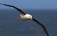 Black-browed Albatross, Adult in Flight (Diomedea melanophris), Steeple Jason Island, Falkland Islands