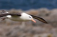 Black-browed Albatross, Adult in Flight (Diomedea melanophris), Steeple Jason Island, Falkland Islands