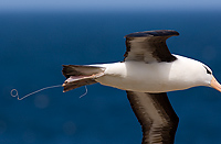 Black-browed Albatross, Adult in Flight (Diomedea melanophris), Steeple Jason Island, Falkland Island