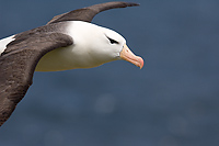 Black-browed Albatross, Adult in Flight (Diomedea melanophris), Steeple Jason Island, Falkland Islands