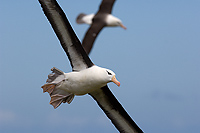 Black-browed Albatross, Adult in Flight (Diomedea melanophris), Steeple Jason Island, Falkland Islands