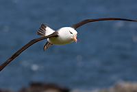 Black-browed Albatross, Adult in Flight (Diomedea melanophris), Steeple Jason Island, Falkland Islands