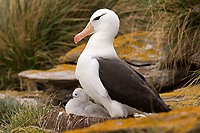 Black-browed Albatross, Adult with Chick (Diomedea melanophris), New Island, Falkland Island