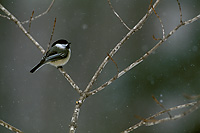 Black-capped Chicadee, Winter