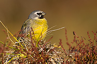 Male Black-throated Finch, Austral Summer