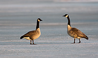 Canada Geese, (Branta canadensis), Spring, SNWR, Michigan