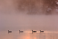 Canada Geese in Fog, Dawn, (Branta canadensis), Summer, Northern Michigan