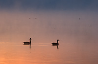 Canada Geese in Fog, Dawn, (Branta canadensis), Summer, Northern Michigan