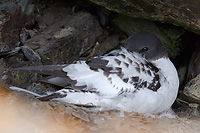 Cape Petrel or Pintado Petrel on the Nest