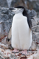 Adult Chinstrap Penguin