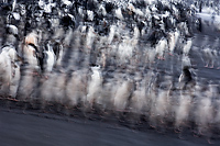 Chinstrap Penguin (Pygoscelis antarctica), Baily Head, Deception Island