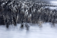 Chinstrap Penguin (Pygoscelis antarctica), Baily Head, Deception Island