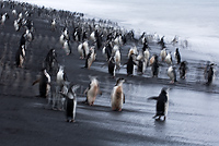 Chinstrap Penguin (Pygoscelis antarctica), Baily Head, Deception Island