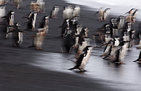 Chinstrap Penguin (Pygoscelis antarctica), Baily Head, Deception Island