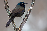 Common Grackle, (Quiscalus quiscula), Spring, Michigan