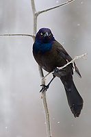 Common Grackle, (Quiscalus quiscula), Spring, Michigan